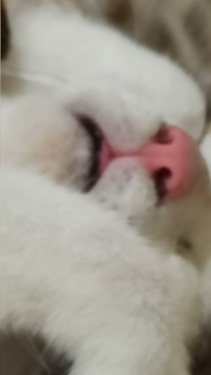 hehe blep