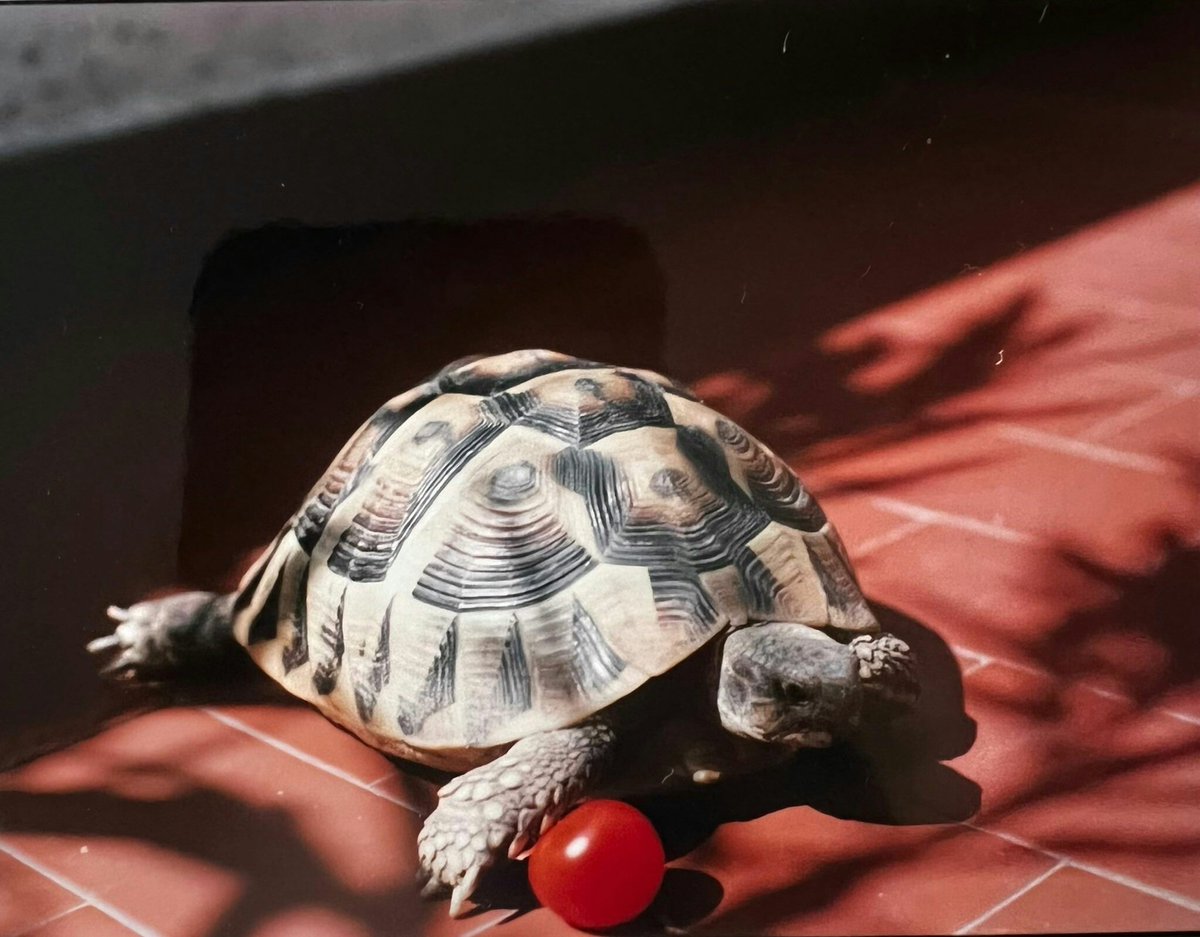GodKyleRoss's tweet photo. My baby in 1998!🤯😭😍😍😍 She had been with us for 7/8 years already!🥹
#QueenDomy🐢💘 https://t.co/UnJ76cmfoY