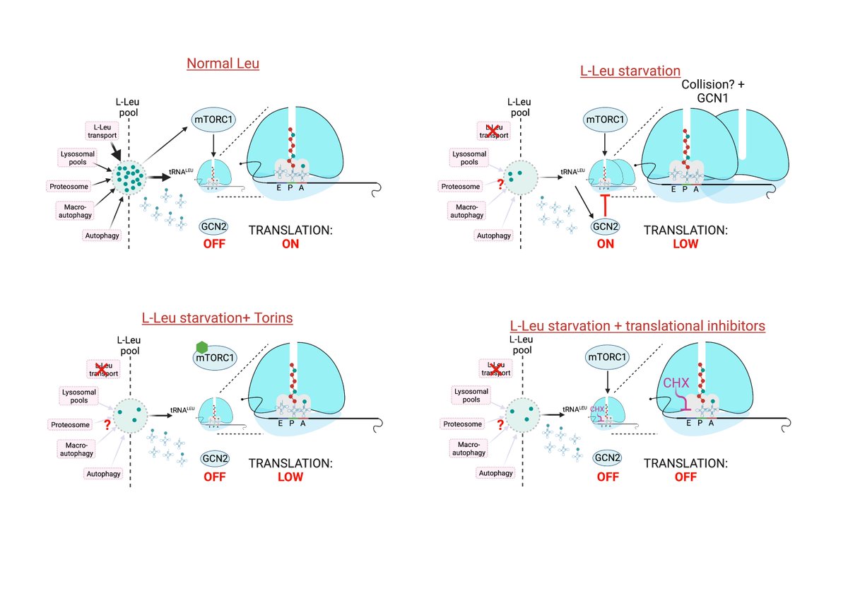 pjmurray_lab's tweet photo. This is our current model for how torins block GCN2 activity from @JoBaBrue’s paper https://t.co/kH7e3qpyBd. https://t.co/AvpUlp5DXX