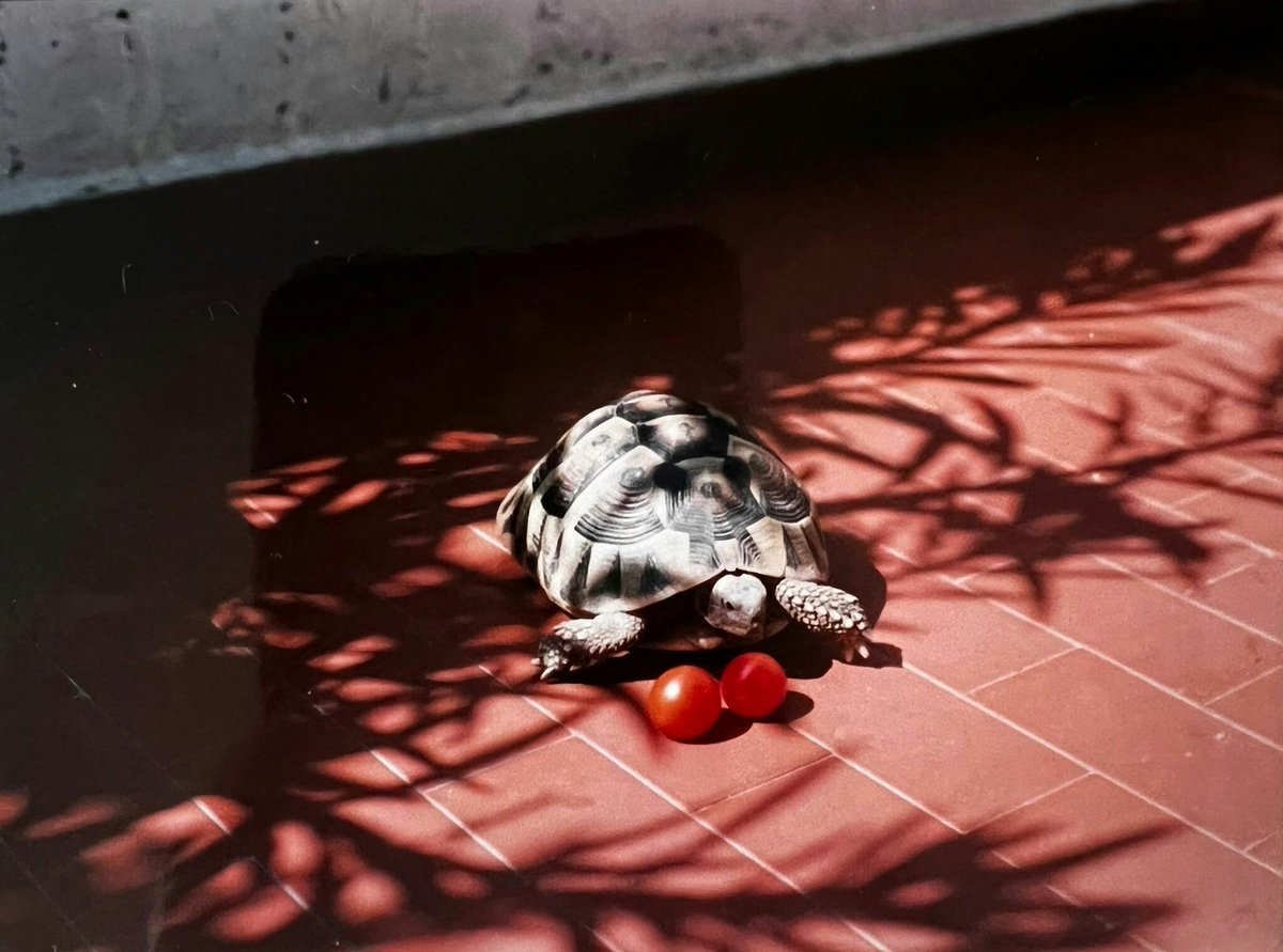 GodKyleRoss's tweet photo. My baby in 1998!🤯😭😍😍😍 She had been with us for 7/8 years already!🥹
#QueenDomy🐢💘 https://t.co/UnJ76cmfoY