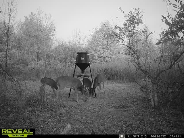 DaveBuckeye2973's tweet photo. Looks as though the deer have accepted the feeder pretty well with in three weeks #Deer #Buck #Doe #Tactacam #BossBuck https://t.co/tez0mWKAas