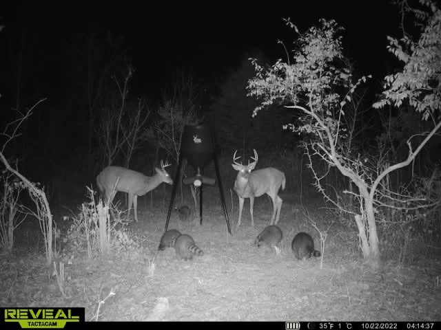 DaveBuckeye2973's tweet photo. Looks as though the deer have accepted the feeder pretty well with in three weeks #Deer #Buck #Doe #Tactacam #BossBuck https://t.co/tez0mWKAas