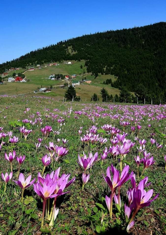 Eskilerin ifadesiyle vargit çiçeklerinin açması yaylalardan gitme vaktinin geldiğine işaret eder. #Akçaabat #Trabzon