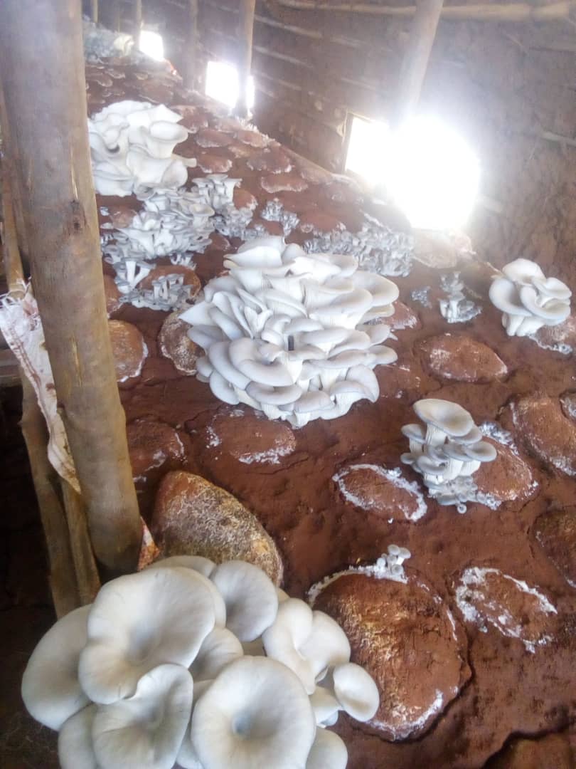 cocide21's tweet photo. La récolte des champignons à notre site de Tenga va bientôt commencer.
@PAEEJ_Burundi @BIJE_Burundi @UNICEF_Burundi https://t.co/u1GZlKD9i3