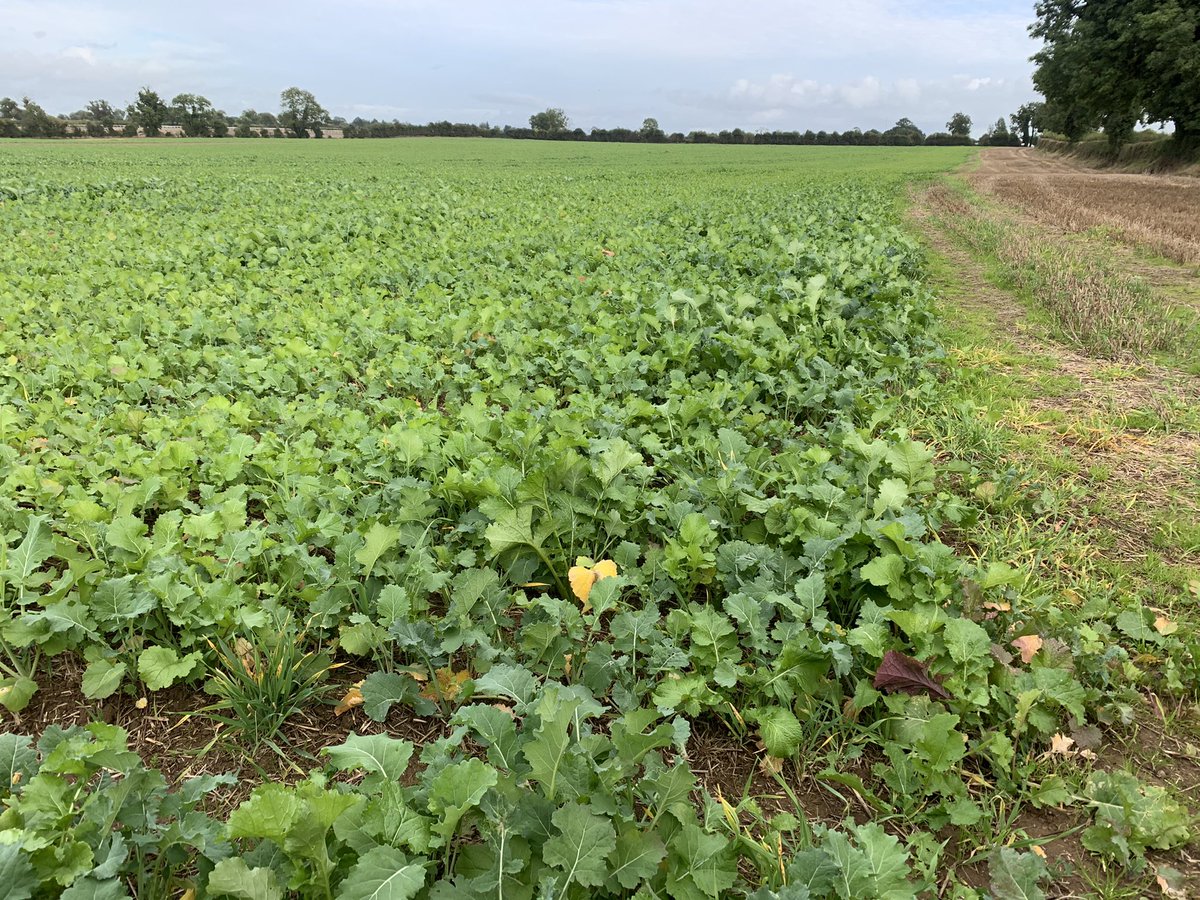 White02Andrew's tweet photo. @kieran_sullivan Here’s some fodder rape/turnip mix sown Aug 5th after winter barley https://t.co/2VtmOmC3Kh