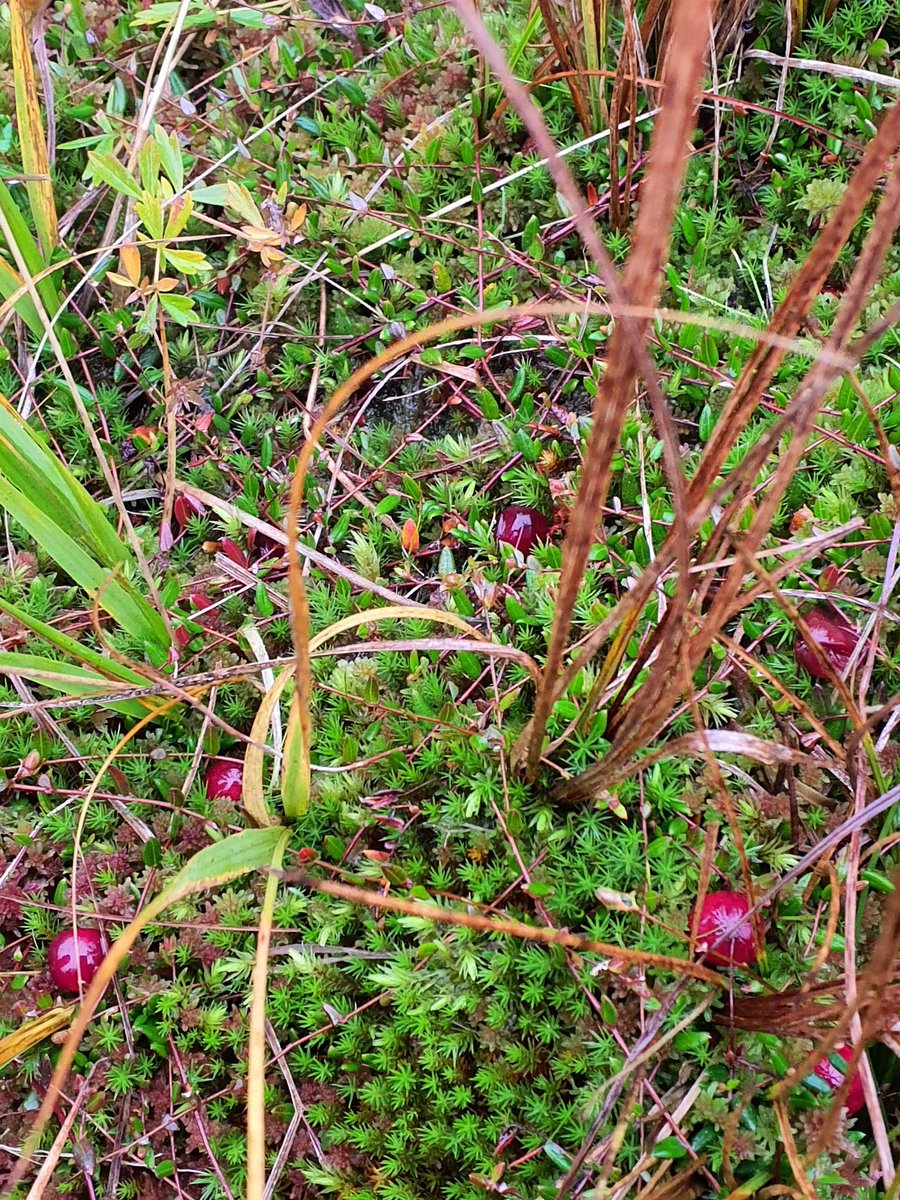 Beautiful colours at RSPB Haweswater on Thursday. Great to see landscape scale conservation in action, benefitting wildlife, reducing flood risk, protecting carbon stores and looking amazing 😁🌿