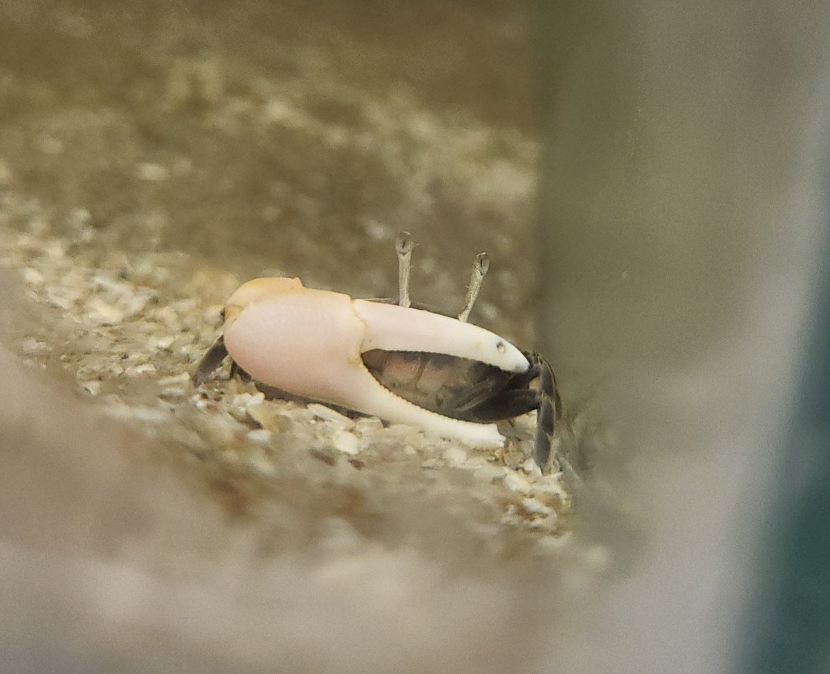 The fiddler #crabs have been popping out to say hi more regularly over the last few days. It's good to see them settling in and feeding 🦀💚

#science #laboratory #labwork
<a href="/LucyMartincx/">Lucy Martin</a> <a href="/UoPMarineBiol/">UoP Marine Biology</a> <a href="/katharyn_boyer/">Katharyn Boyer</a>