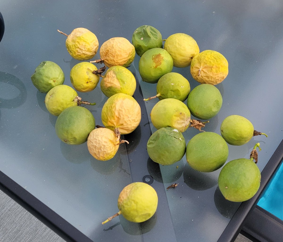 Cockycaster's tweet photo. Tons of passion fruit... gonna have to set up a #maypop trellis next year.... https://t.co/q01wzusHIm