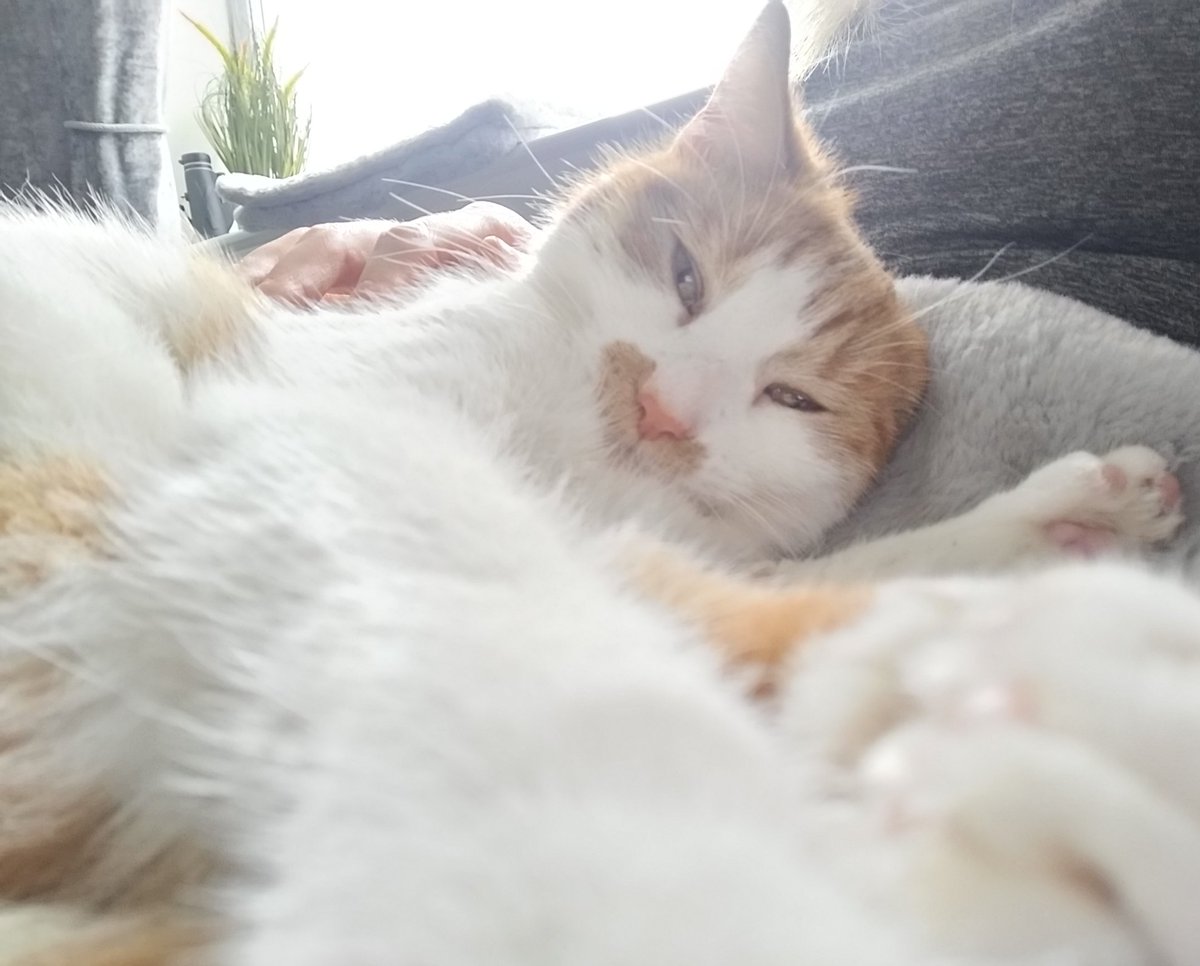 LokiLeonardo's tweet photo. Happy Caturday my floof friends! #Caturday #CatsOnTwitter https://t.co/6nKBn4LBRF