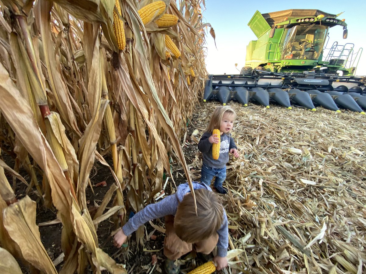 dietrich_ed's tweet photo. Follow up on Emmett &amp; Maria’s  #FlagTest on 🌽 emergence at harvest

Looks like daddy’s not kicked outta the corn planter for another year 

Impressive stand and yield , Fun project for the kids to keep them engaged &amp; interested in growing 🌽. Daddy can learn too! @PrecisionPlant https://t.co/w8fonbYQPj