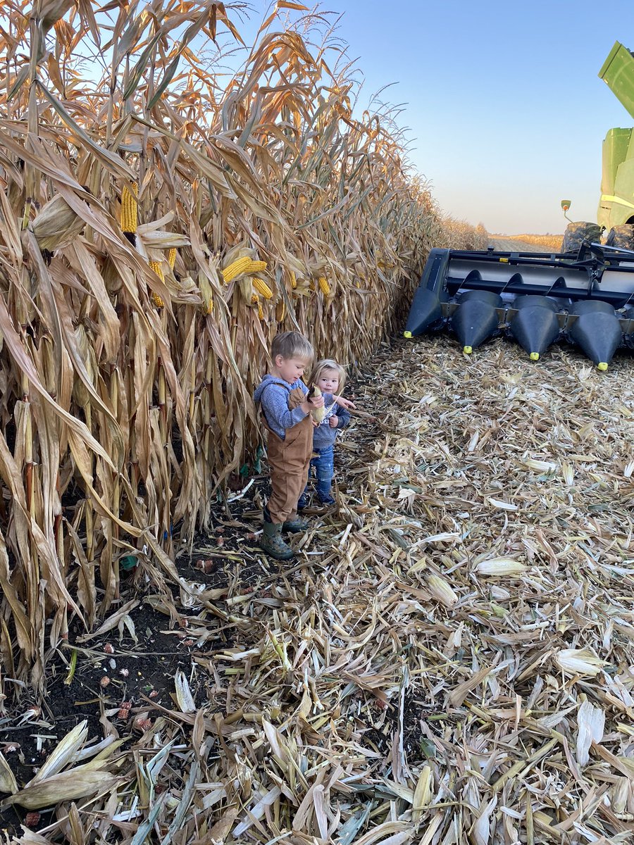 dietrich_ed's tweet photo. Follow up on Emmett &amp; Maria’s  #FlagTest on 🌽 emergence at harvest

Looks like daddy’s not kicked outta the corn planter for another year 

Impressive stand and yield , Fun project for the kids to keep them engaged &amp; interested in growing 🌽. Daddy can learn too! @PrecisionPlant https://t.co/w8fonbYQPj