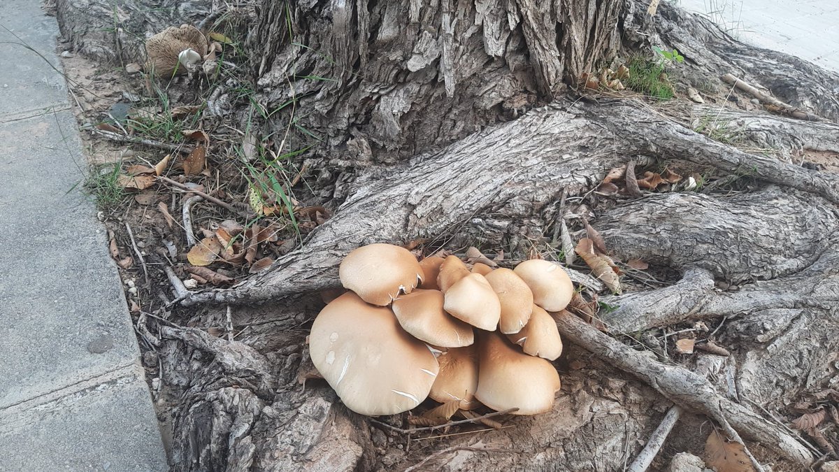 Natyxof's tweet photo. @Fungi_Cosas pequeñas sorpresas en Valencia, que tipo son? https://t.co/RWmmnYghb2