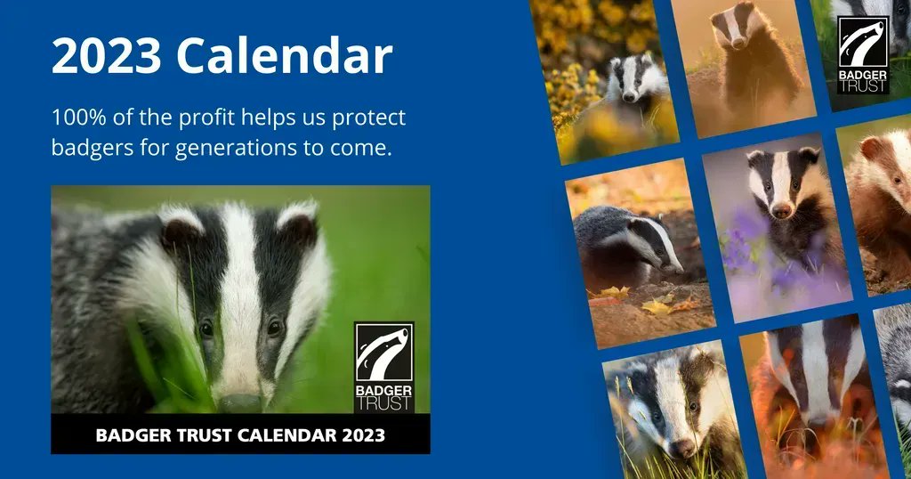 #NationalBadgerDay may be just one day, but you can love badgers for 365 days with our NEW calendar 🦡 100% of the profit supports the Badger Trust’s work to protect badgers, their setts and their habitats! Pre-order yours today👇 buff.ly/3nGYZig
