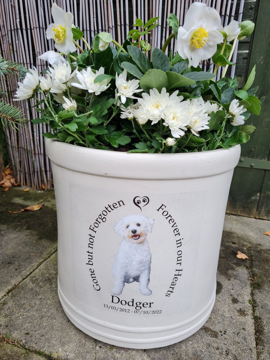 mrmikeparks's tweet photo. 💖 Rest in Peace Little Dodger 🤍  🐾 🤍 https://t.co/LHozk1mqRm