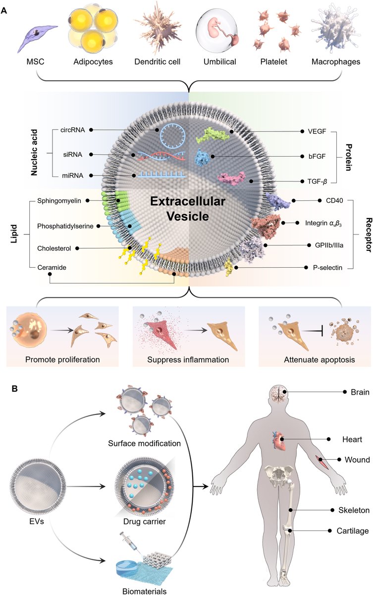 A highly recommended review titled 'Advances in extracellular vesicle functionalization strategies for tissue regeneration' published in @BioactiveMat dlvr.it/SWSSfW #CellTherapy #MedTwitter #biotech #MedEd #AcademicTwitter #EXO #stemcell #engineering #Review