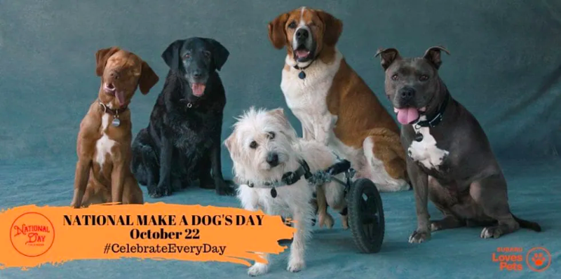 RecruitsDigital's tweet photo. Today is National #MakeADogsDay! Do something special for your furry friend and help support those wonderful #underdogs in need. #AdoptDontShop https://t.co/6MpTchsXOd