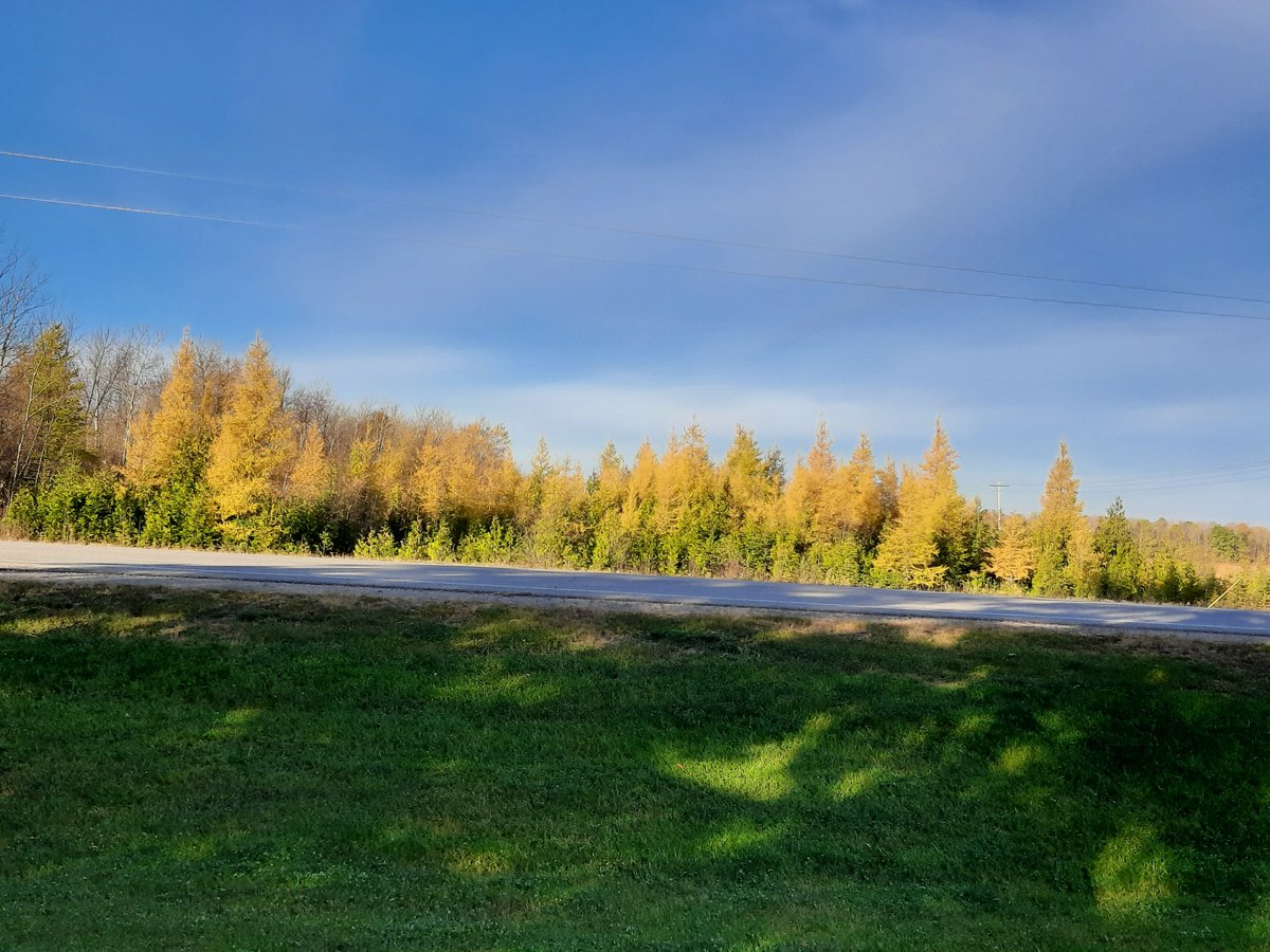 Something magical about the way the larch and tamarack needles turn the color of sun this time of year on Lake of the Woods