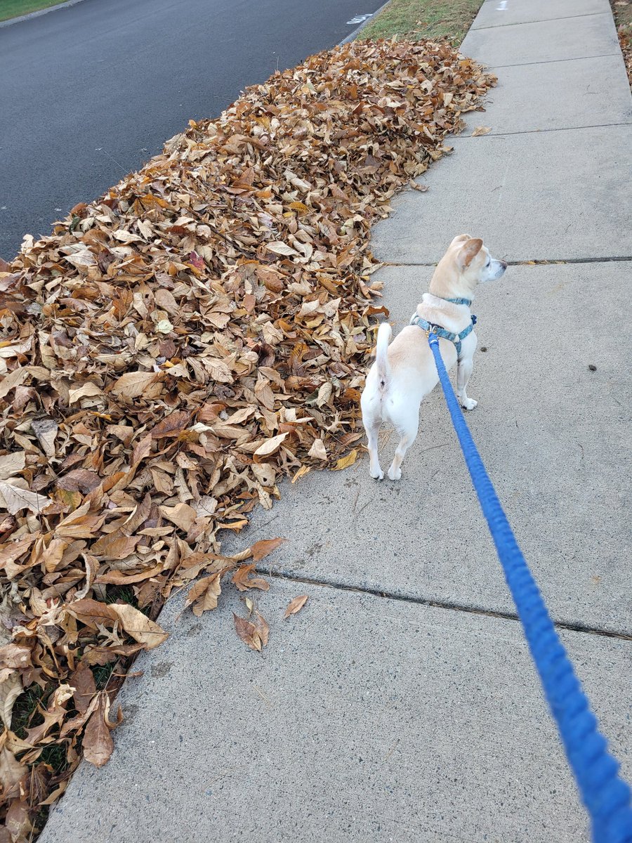 MAndonucci's tweet photo. Hey @talkSPORTLive, Walking Emmitt here in Rocky Hill, Connecticut, USA. Enjoying the match on an early fall day.  
Still amazed my Gunners are top of the table. And if it can happen for Leicester City, maybe it can happen for us!🤷 https://t.co/UiHjhiRgxs