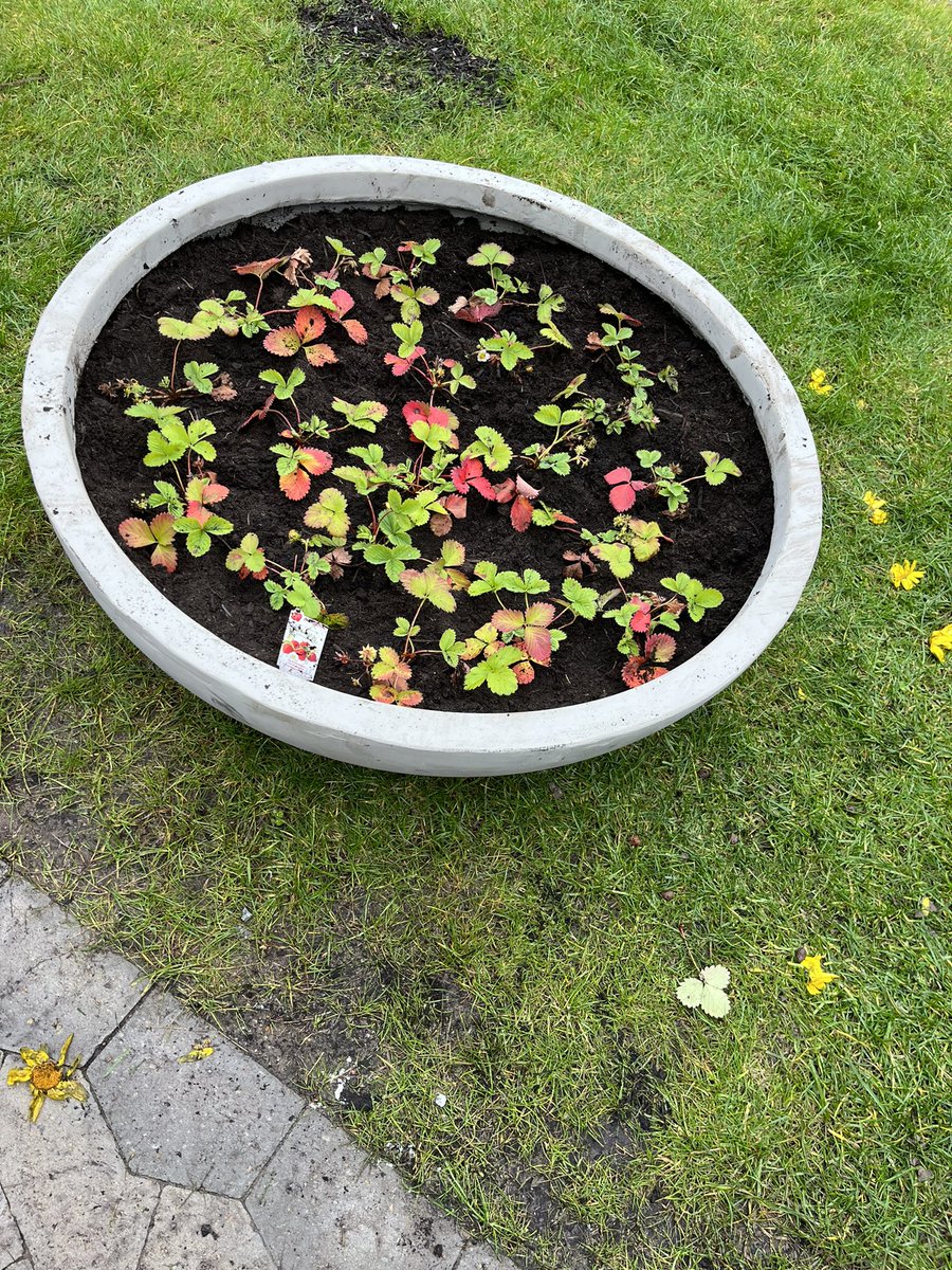 Patrick Buurmeister tweet media