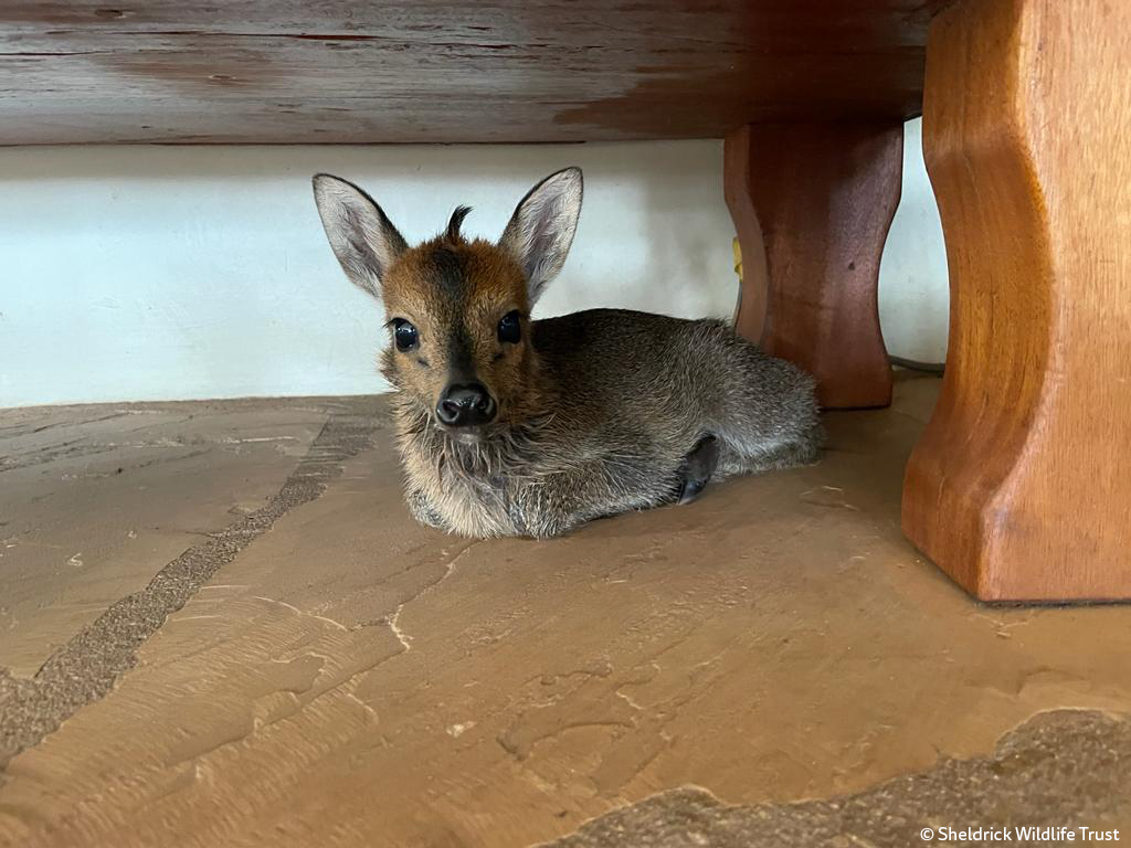 Who's this little chap sporting the snappy hairstyle? Well-known for our pioneering work in the rescue of orphan elephants, we open our doors to all-manner of wild orphans. Meet Rodney, the duiker, who just joined our eclectic Kaluku herd.