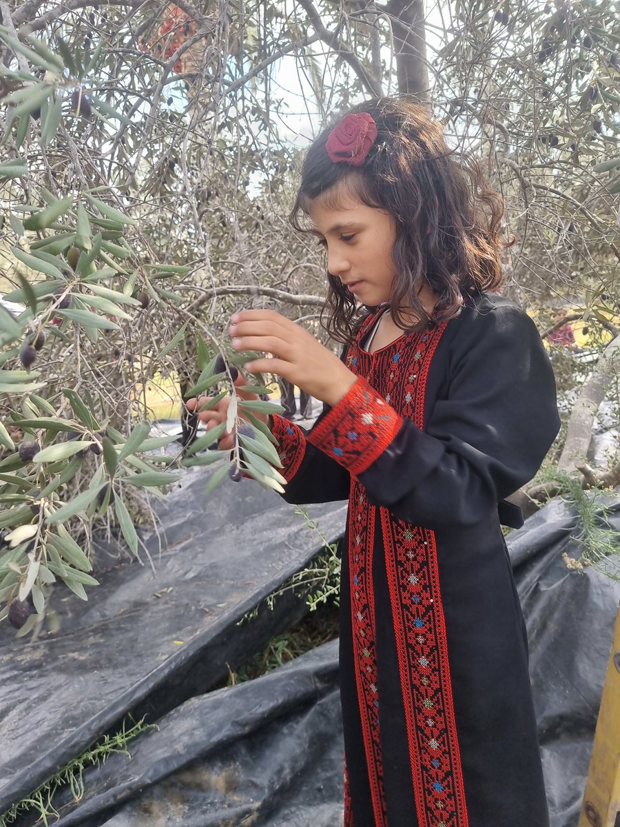 This is Aya from @JusurAmal1 She loves to wear the #Palestinian dress and participate in the olive harvest🫒☘️🫒☘️🇵🇸♥️ #love #Gaza