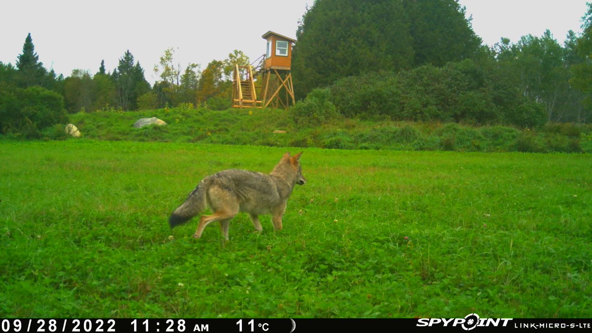 Not sure what is more pretty.....the coyote or that deer stand! 😍 📸: Tony Morin #spypoint #trailcamera #trailcam #whatgetsyououtdoors #gamecamera #trailcams #whyispypoint #trailcameras #coyote