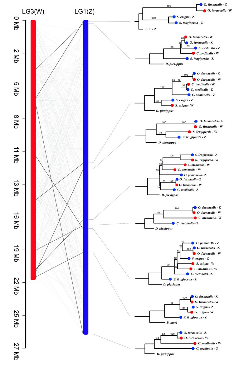 🦋🐛Repeated origin of the W chromosome from the Z chromosome in Lepidoptera! Stunning work by Wenting Dai and Liping Ban based on a chromosome-level assembly of the Corn Borer W chromosome. biorxiv.org/content/10.110…