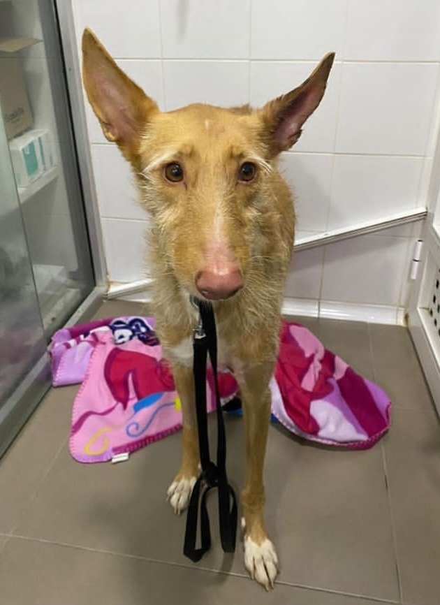 Ribercan's tweet photo. ⚠️Acogida⚠️
Carlota tiene ataques de epilepsia y necesitamos una casa de acogida hasta saber el origen de sus convulsiones.
Ella es un poco miedosa, sin embargo es muy cariñosa y aprende muy rápido.
Si puedes acogerla, contacta con nosotras: adopciones@ribercan.org https://t.co/665Q5T4531