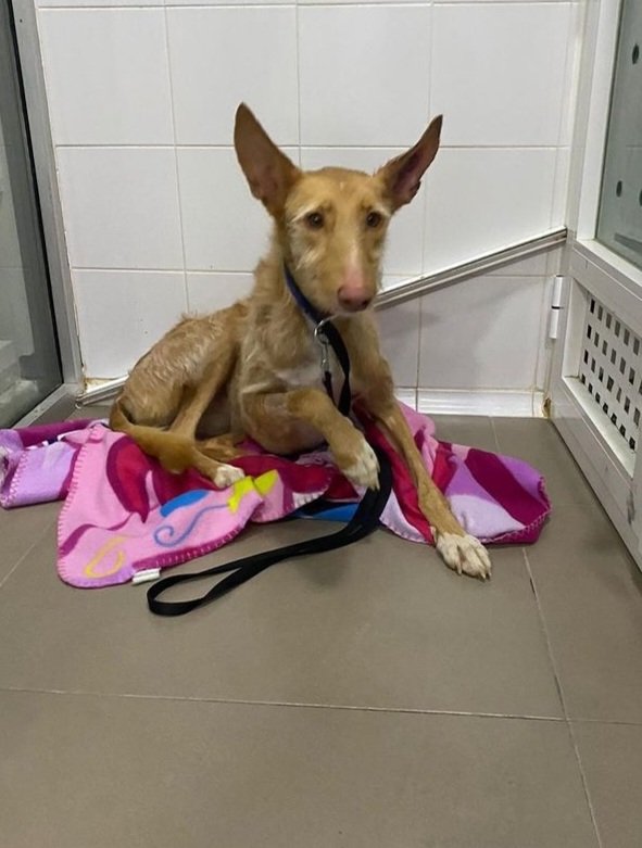 ⚠️Acogida⚠️
Carlota tiene ataques de epilepsia y necesitamos una casa de acogida hasta saber el origen de sus convulsiones.
Ella es un poco miedosa, sin embargo es muy cariñosa y aprende muy rápido.
Si puedes acogerla, contacta con nosotras: adopciones@ribercan.org