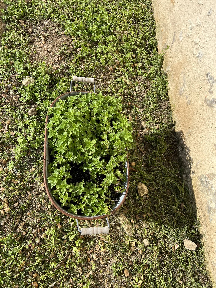 MariabrisaO's tweet photo. Fresh mint mojitos anyone? 
In t shirt and sunbathing mid October in France. I know it’s not normal but I am totally digging it! 
#CountryLiving #Campagne #HotOctober https://t.co/bEWVJx4bTC
