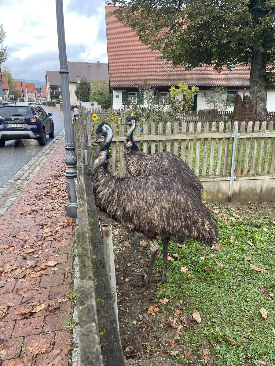 Forcheim Germany (30 min north of Nuremberg). Took an evening stroll and came across these farmyard birds (amongst geese ducks and chickens). “Pls explain”required from the suburban farmer (absent at the time of photograph).