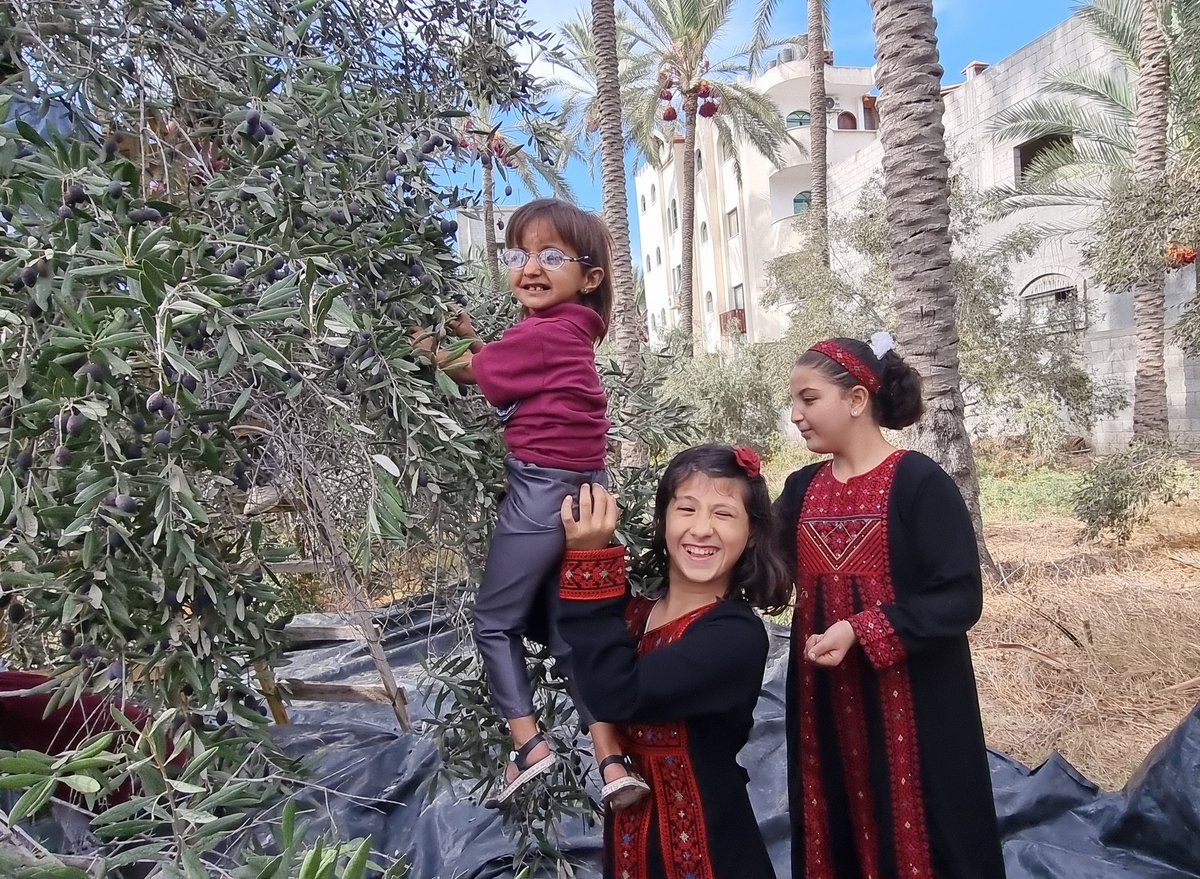 If you don't see anything beautiful today .. Watch these beautiful Palestinian girls in the olive picking season 🇵🇸☘️🫒🫒 #Gaza #Palestine