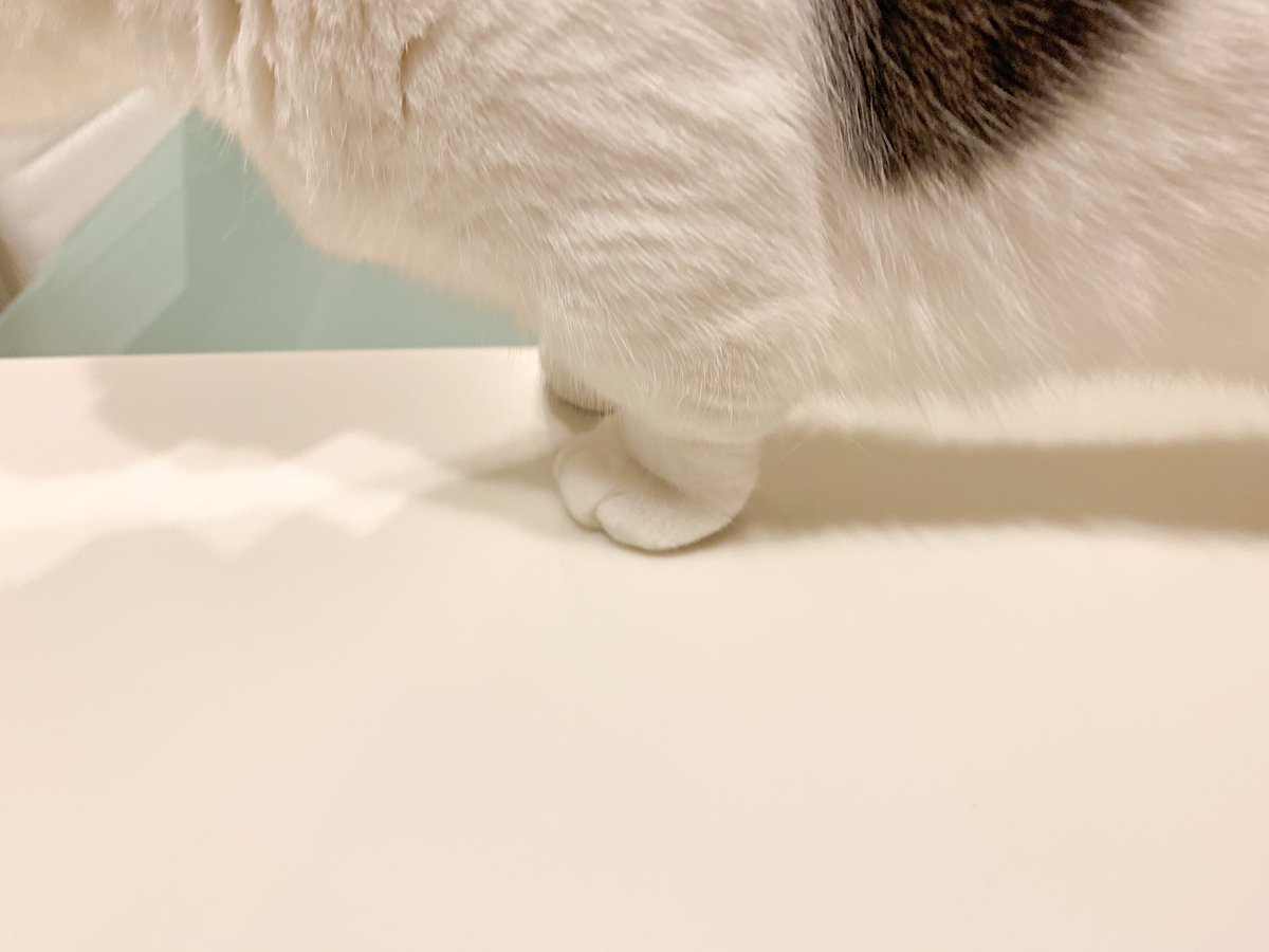 前足すき🤏