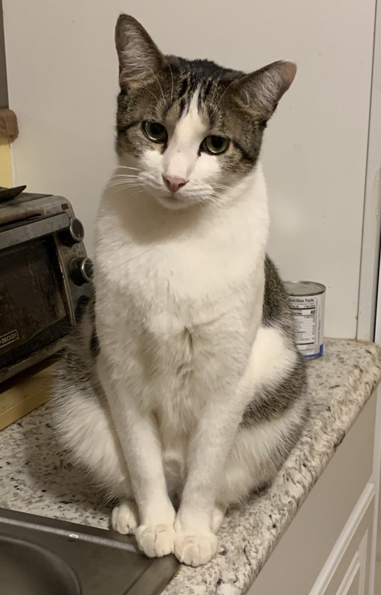 shannonminter5's tweet photo. If Plato had a cat, it would be this perfect one https://t.co/EDwqNqZxtu