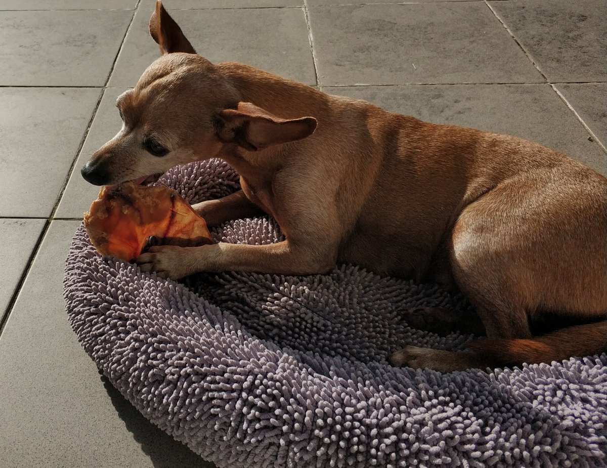 krawallfloh's tweet photo. Schweineohr und Sonnenschein und ich auf dem Balkon allein, weiter braucht es nichts zum Glücklichsein, Schweineohr und Sonnenschein. https://t.co/WI1K1haC8e
