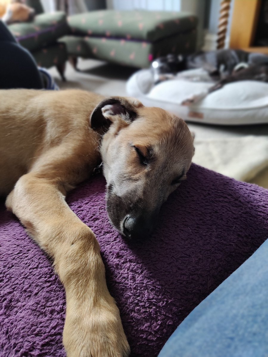 stevegnoel's tweet photo. Think we've worn her out this morning ☺️ https://t.co/iBykGCe3DC