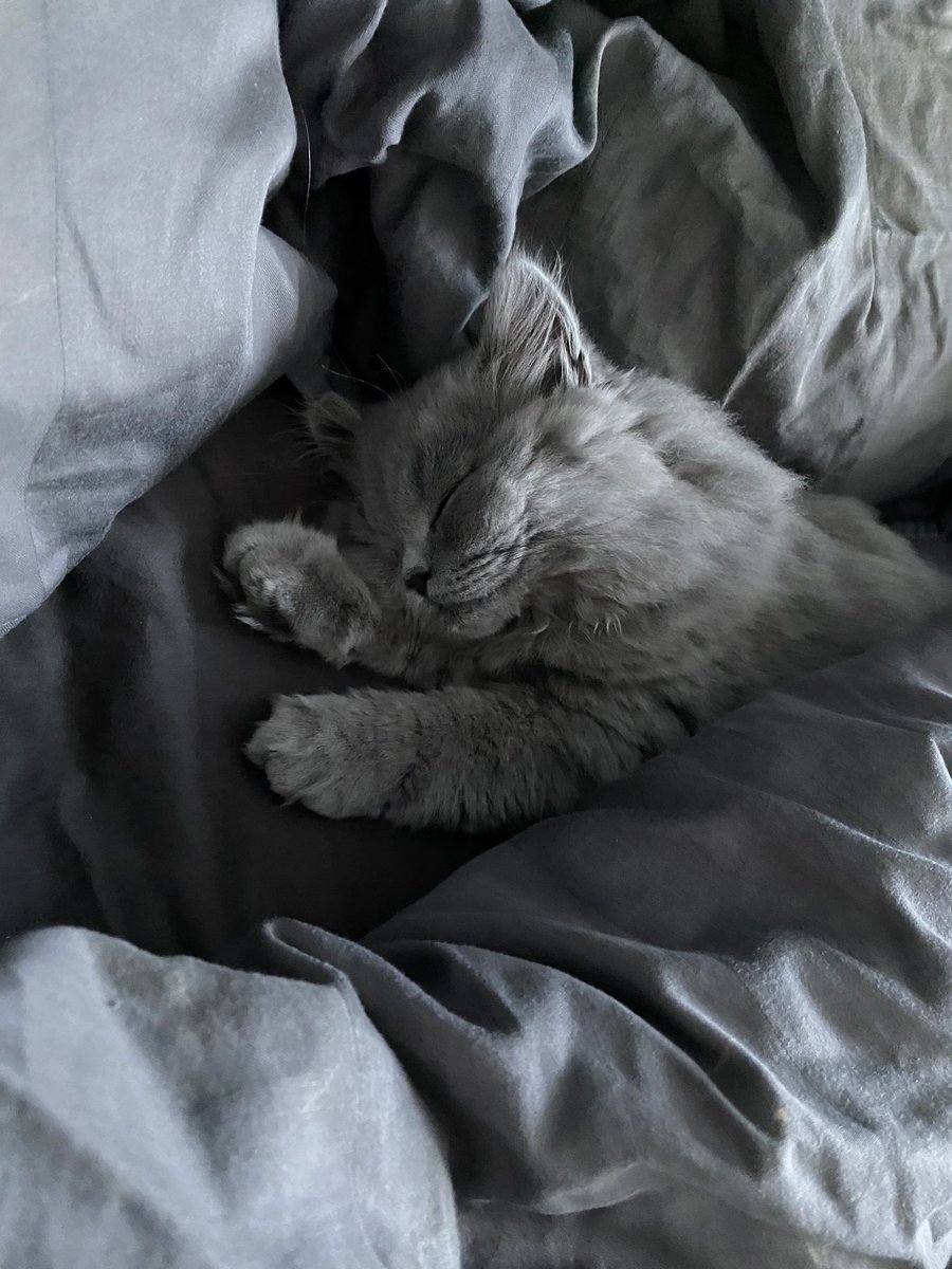 fluffyMiso's tweet photo. Gm☁️💕

#Caturday #CatsofTwittter #kitten https://t.co/9H42wvrpOI