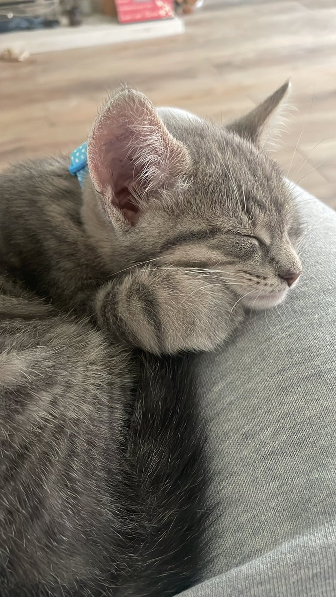 jantho's tweet photo. @ProfNoelFitz Saturday afternoon cuddles 🥰 https://t.co/cxBuvp9Mo8