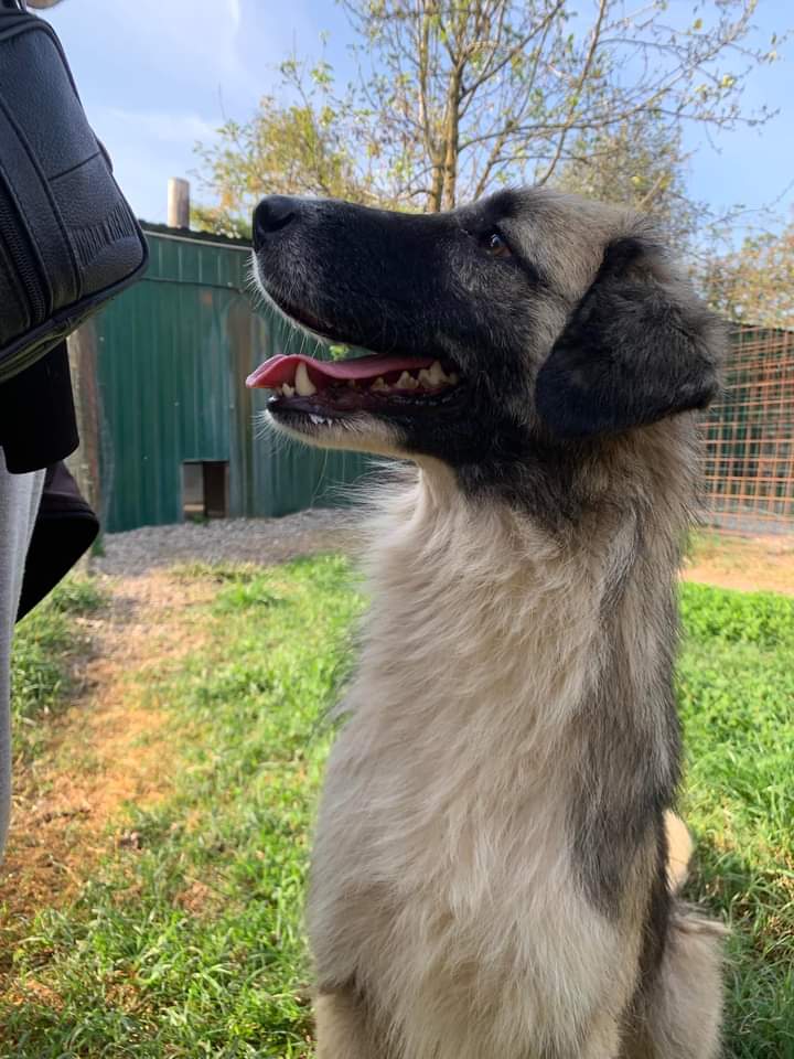 prijedoremergen's tweet photo. sono Rebel una cagnolina che arriva dal lager Kurevo e che finalmente ha avuto il suo biglietto x la salvezza❤️ora sono qua a sperare nella mia famiglia speciale ho il mio piccolo passaporto x seguirvi ovunque vi aspetto nel rifugio in prov di MN x far capire quanto sia speciale https://t.co/WN9vszr3Vu