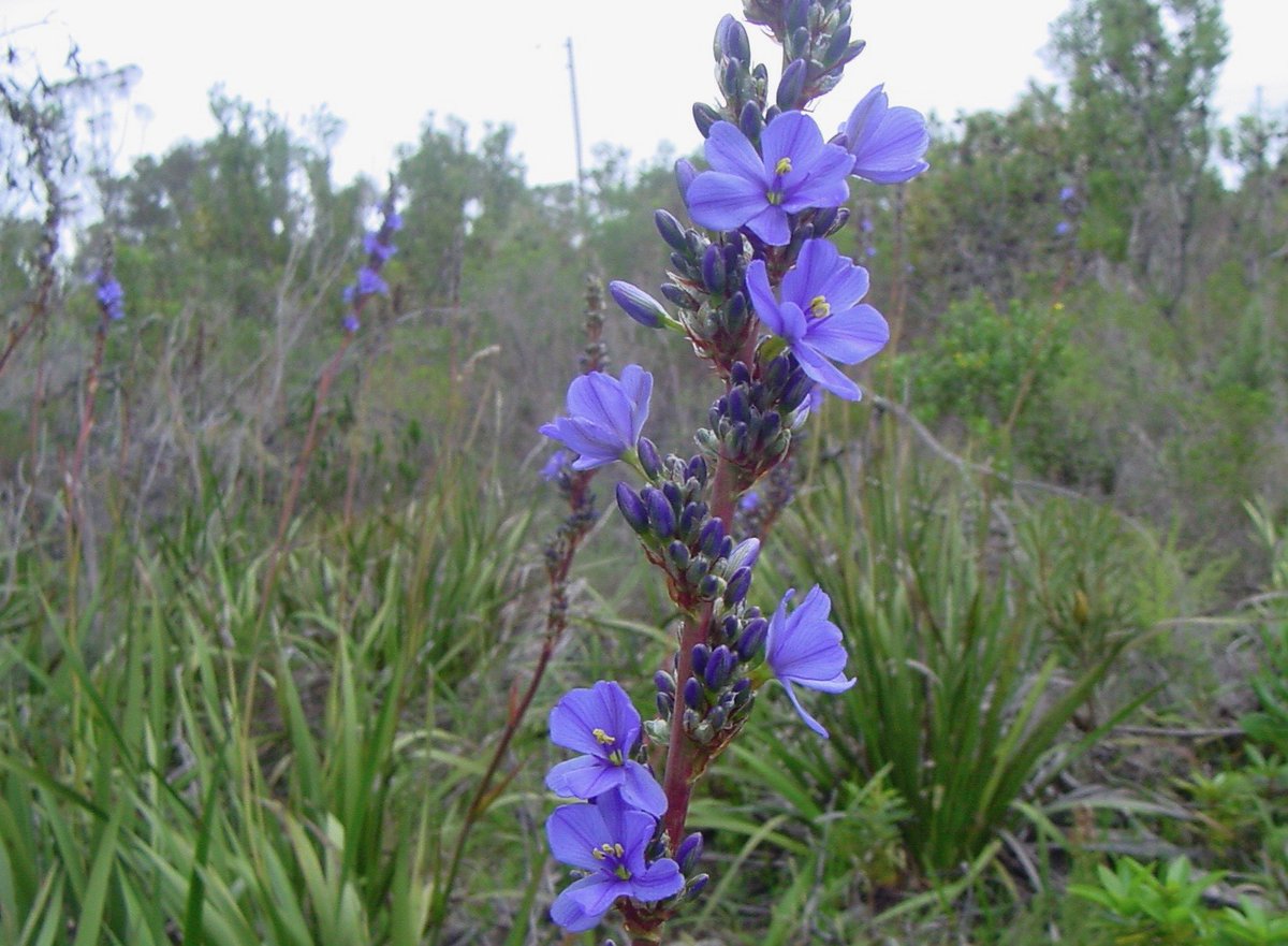 fernkloofza's tweet photo. #Aristea #capitata: Common names; Blue Sceptre, Blousuurkanol, Blouvuurpyl.
A rhizomatous geophyte which grows on mountain slopes from October to December. In the genus #Aristea each flower lasts only one day, but new flowers appear successively over a period of days or weeks. https://t.co/oo8o4jwQTy
