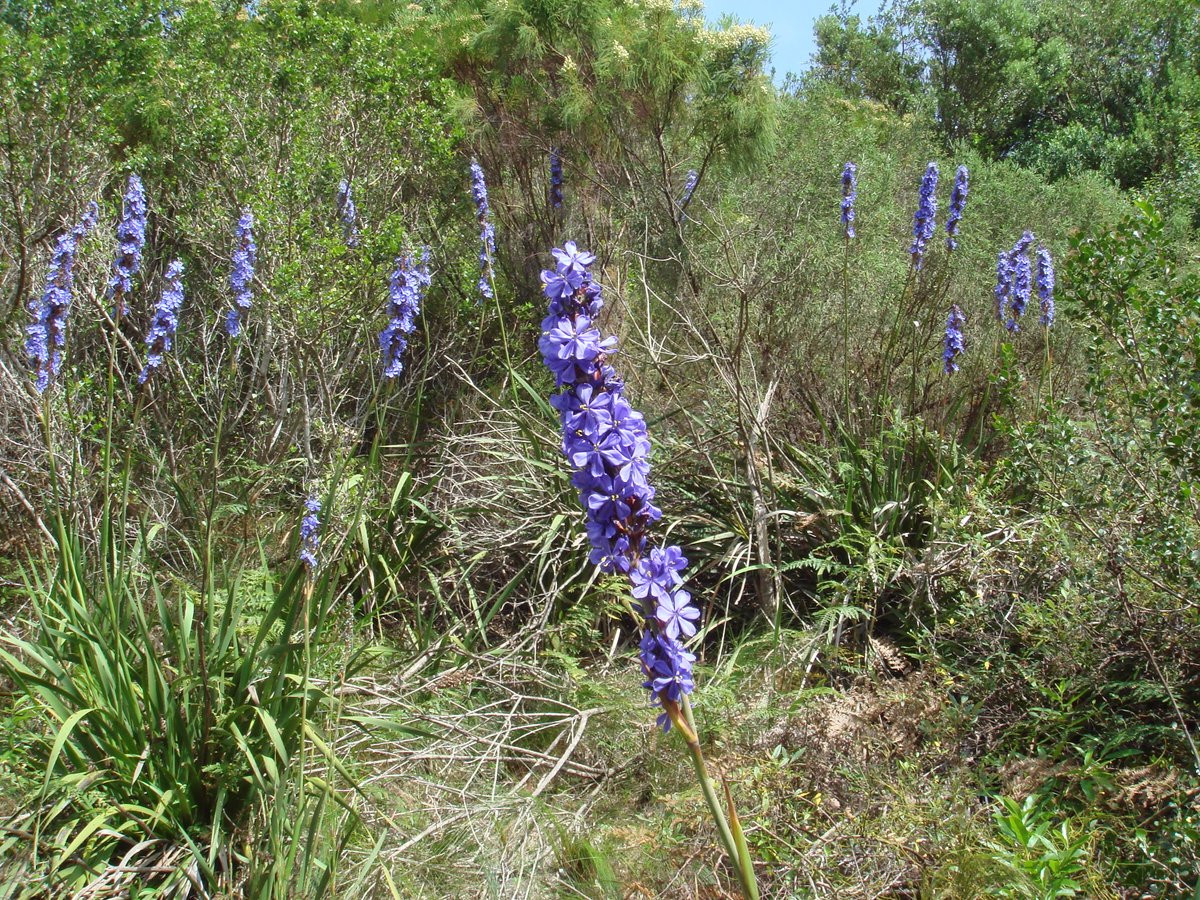 fernkloofza's tweet photo. #Aristea #capitata: Common names; Blue Sceptre, Blousuurkanol, Blouvuurpyl.
A rhizomatous geophyte which grows on mountain slopes from October to December. In the genus #Aristea each flower lasts only one day, but new flowers appear successively over a period of days or weeks. https://t.co/oo8o4jwQTy