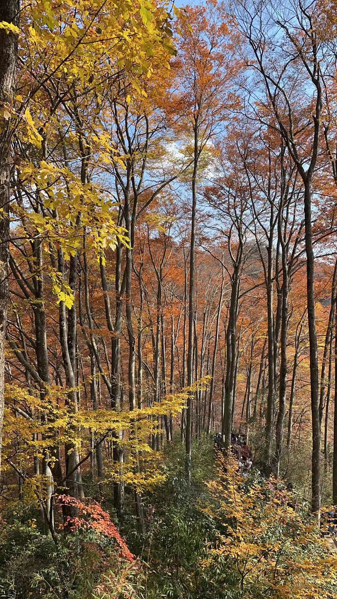 莫之许 tweet media