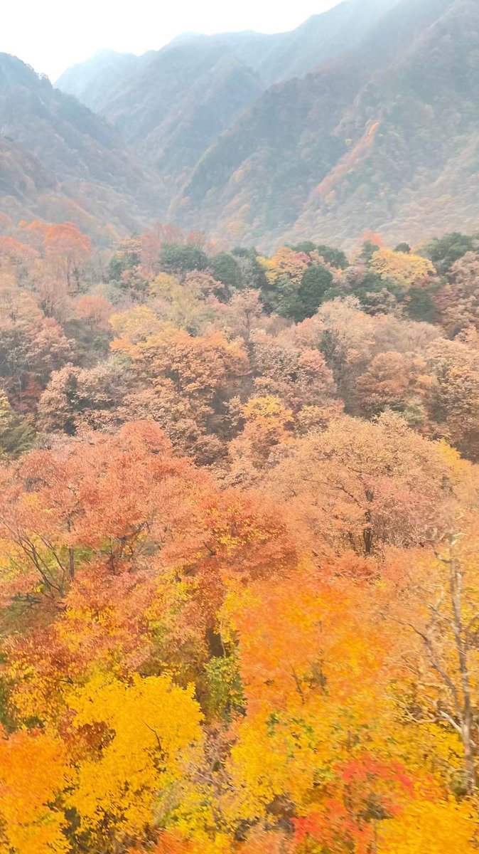 莫之许 tweet media