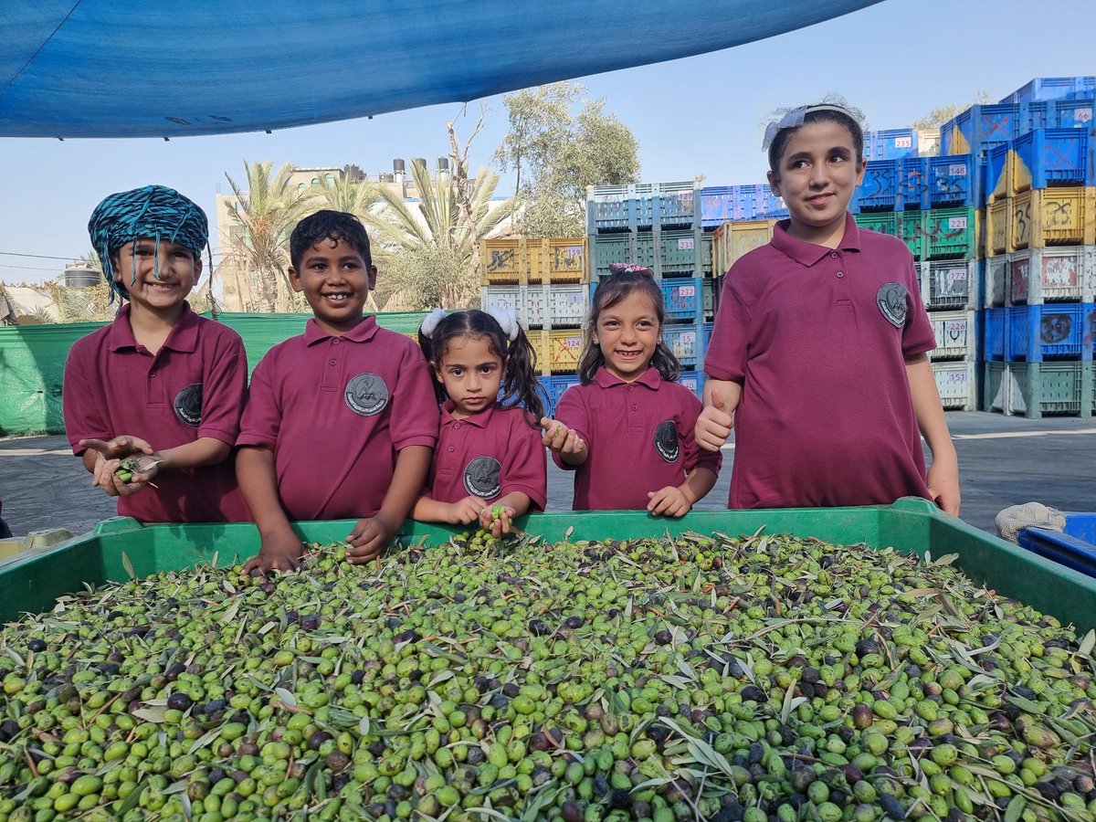 wow 🫒✌️ Watch this painting Palestine olives and her sons ♥️🇵🇸 Come on, we're ready to squeeze these beautiful grains✌️🫒🫒✌️🌿🇵🇸