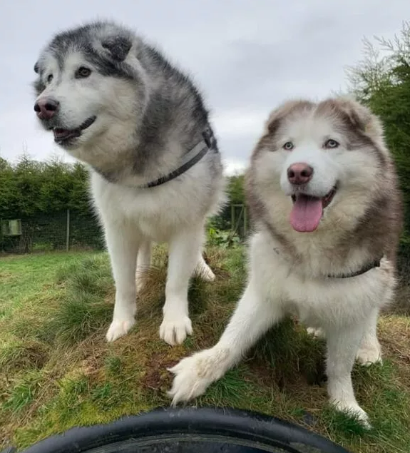 AdoptionsUk's tweet photo. Please retweet to help Joe and Zac find a home together #BIRMINGHAM #UK 
Bonded Malamutes, aged 6 rescued along with about 20 others being kept in a field. They are looking for a patient, adult home with breed experience and would be best as the only pets
https://t.co/pWbL6IReLL https://t.co/Zaad0I9hyq