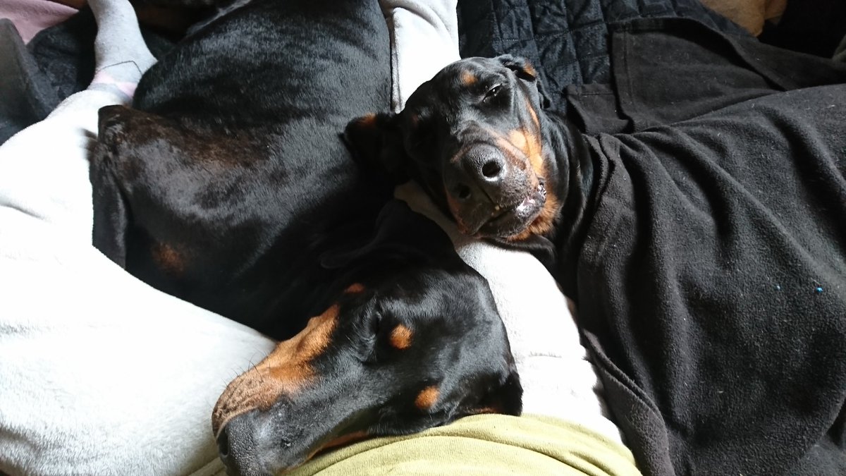 drecymech's tweet photo. 🖤🧡
Eat. Sleep. Whine. Repeat..
#Dobermann #AdoptDontShop https://t.co/ZWabnE6O25