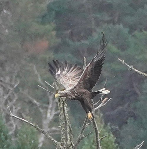 Heading down to @StanfordsTravel Wed 25th to talk about belonging, nature, identity, Scots pinewoods & sorting some photos to show. I’ll include some from today - this massive white tailed eagle on a snag. Tix here stanfords.co.uk/event-belongin…. @UA_Books @canongatebooks @L_Macdougall