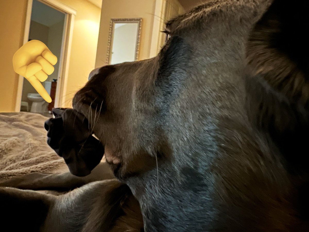 BeyondThePost's tweet photo. #Murphy: “I like to take mom’s hair ties especially her scrunchies. If brother or dad walk by though, I quickly set them down, so they know I’m a good boy.”#StillNaughty #LabStuff #WrappedAroundMyLittleFinger #MomsCuddleBug 🥰 https://t.co/Jdgo1t3SAR