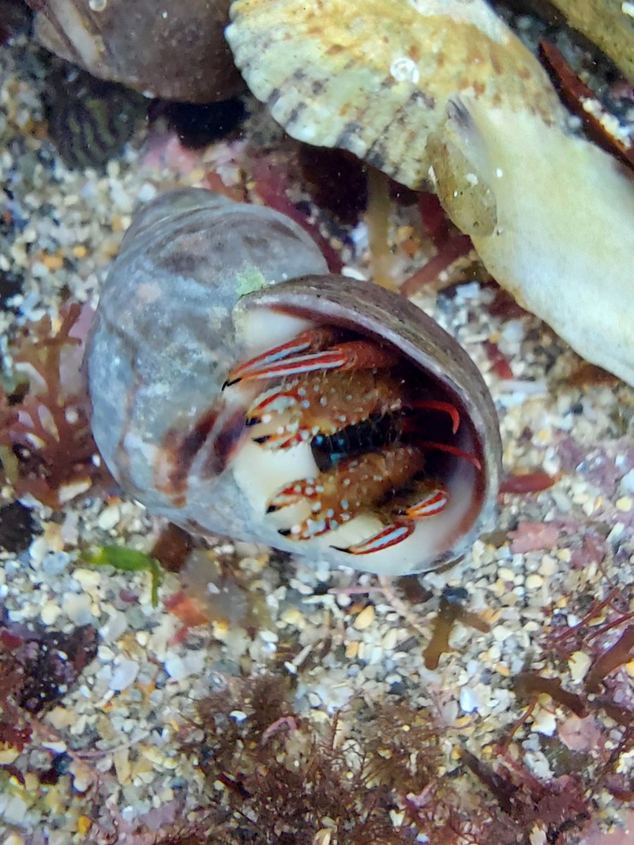 EllieHilsdon's tweet photo. Found this cool critter whilst rockpooling at Castle Beach. Looks good for St. Pirans Hermit Crab, Clibanarius erythropus (?). @CornishRockPool

@Maxwildphoto @bardseyben https://t.co/yoopbSP8r7