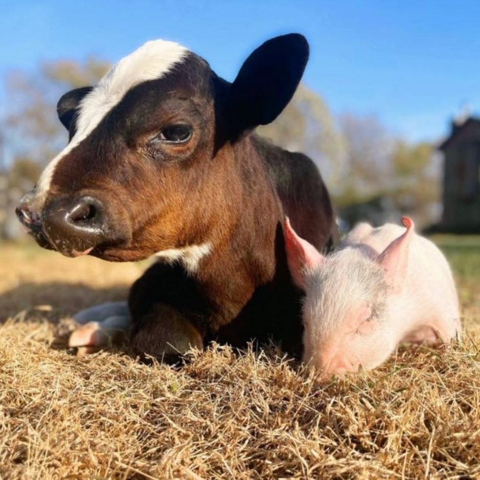 thelittleidiot's tweet photo. Why I’m a vegan. @IAfarmsanctuary #veganforlife https://t.co/vS5yVeYElj